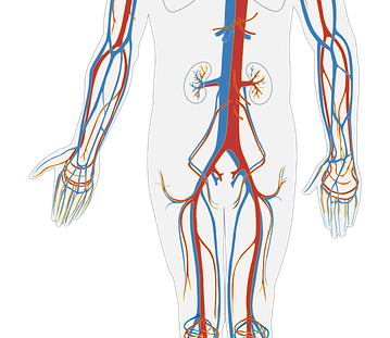 Peripheral Artery Disease; The Common, Yet Serious Disease | Artery and